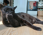 Кошки в Москве: Кот Мик ищет дом Мальчик, Бесплатно - фото 6