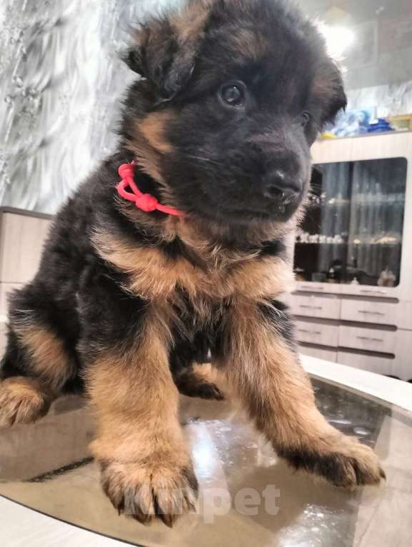 Собаки в других городах Красноярского края: Холли Девочка, 30 000 руб. - фото 2