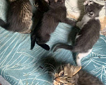 Кошки в Долгопрудном: Котятки ребятки в поиске дома Мальчик, Бесплатно - фото 3