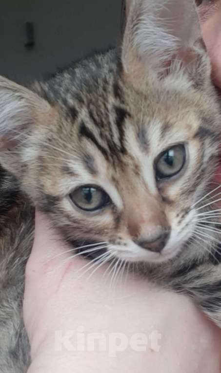 Кошки в Казани: Отдаю котёнка мальчика 3 месяца Мальчик, Бесплатно - фото 1