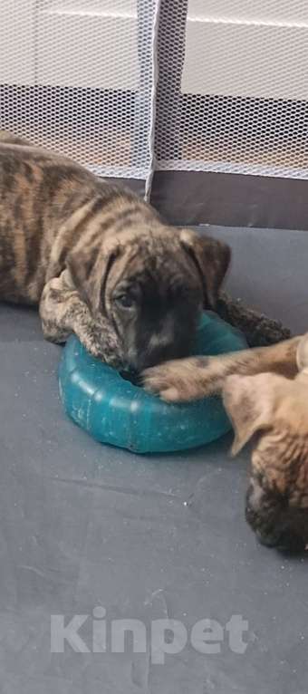 Собаки в Москве: Щенки Алано (Окрас тигровый, соболиный и песочный) Мальчик, 30 000 руб. - фото 5