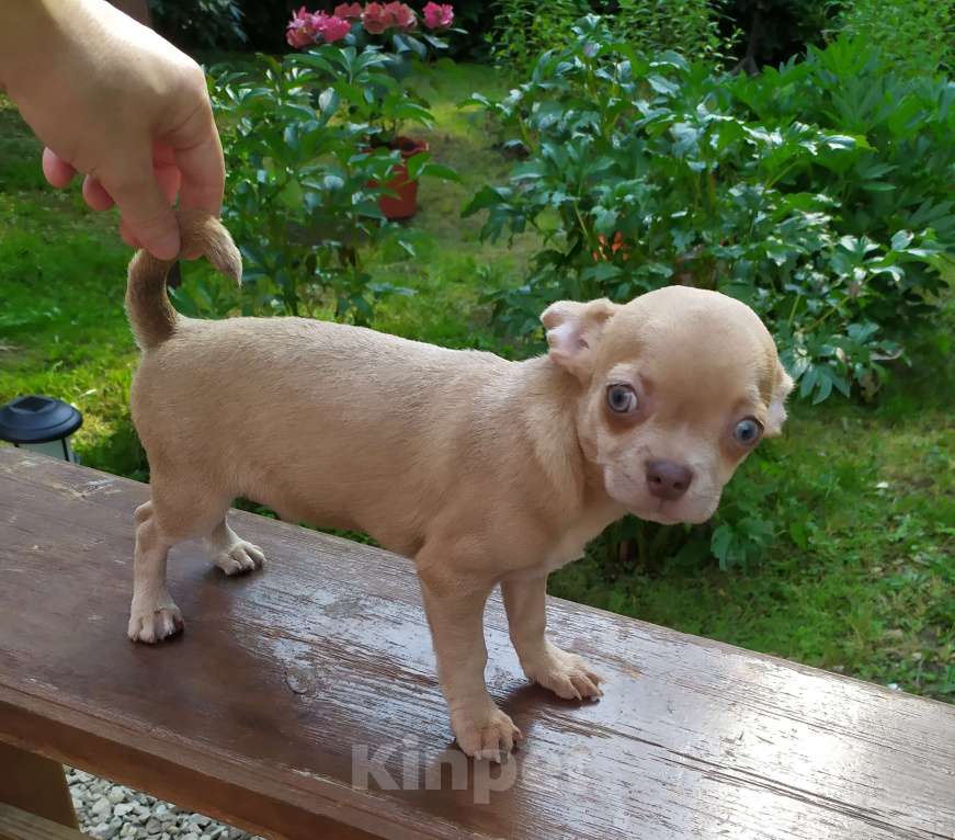 Собаки в Москве: лиловый красивый чихуахуа гш мальчик Мальчик, 45 000 руб. - фото 3