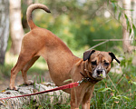 Собаки в Ногинске: Диночка - метис француза в поисках семьи Девочка, Бесплатно - фото 10
