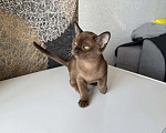 Кошки в Москве: Бурманский котенок девочка Девочка, 85 000 руб. - фото 4