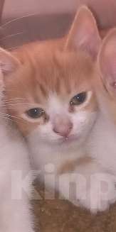 Кошки в Лабинске: Грустная кошечка Девочка, Бесплатно - фото 1