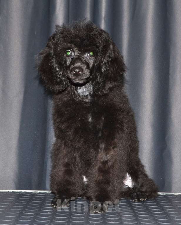 Собаки в Глазове: Овечкин Мальчик, 30 000 руб. - фото 1