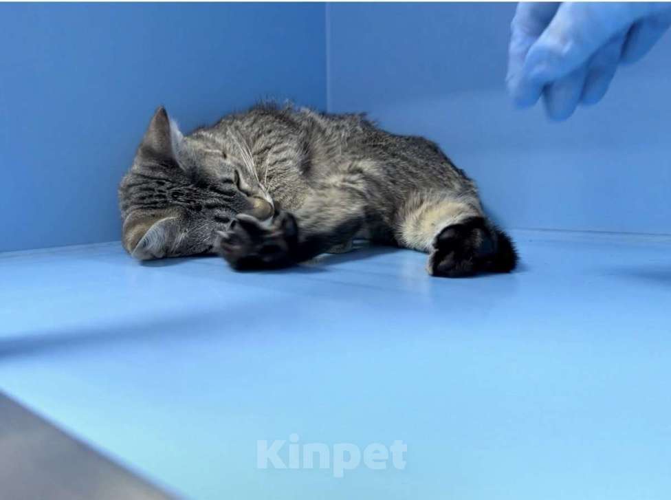 Кошки в Москве: Жужжа ищет семью Девочка, Бесплатно - фото 1