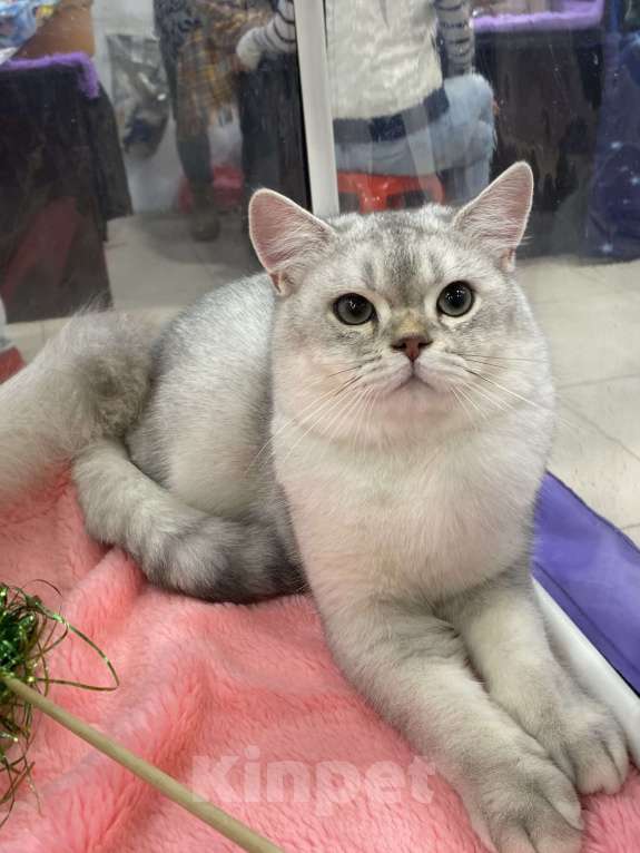 Кошки в Москве: Морошка  Мальчик, 25 000 руб. - фото 2