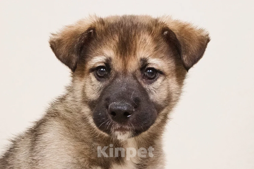 Собаки в Лосином-Петровском: Форест якутенок Мальчик, Бесплатно - фото 4