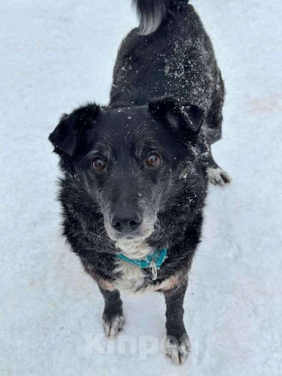 Собаки в Москве: Пушистый Дедуля мечтает стать домашним Мальчик, Бесплатно - фото 5