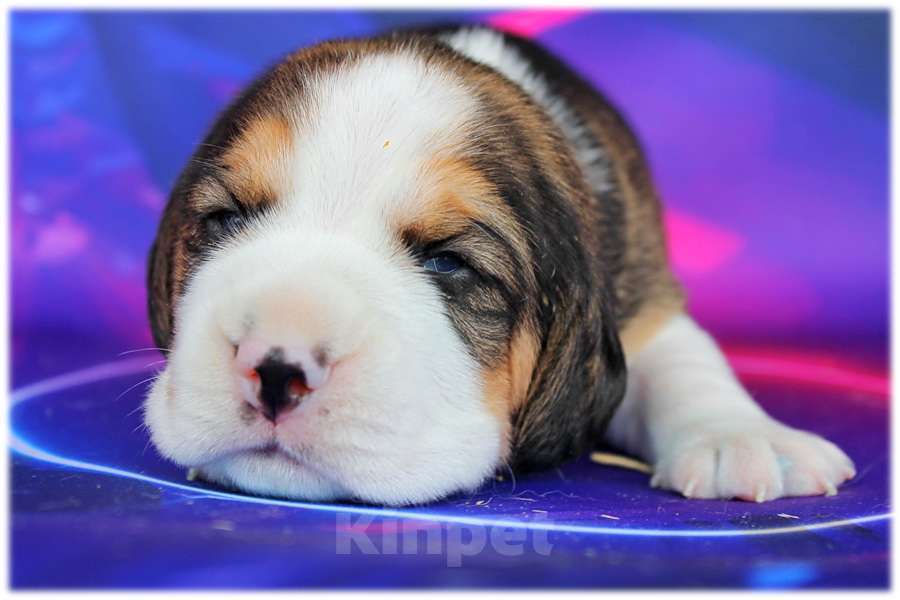 Собаки в Москве: бигли ркф Девочка, 50 000 руб. - фото 3