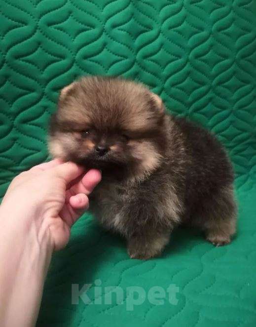 Собаки в Самаре: Щенки шпица мини Девочка, Бесплатно - фото 3