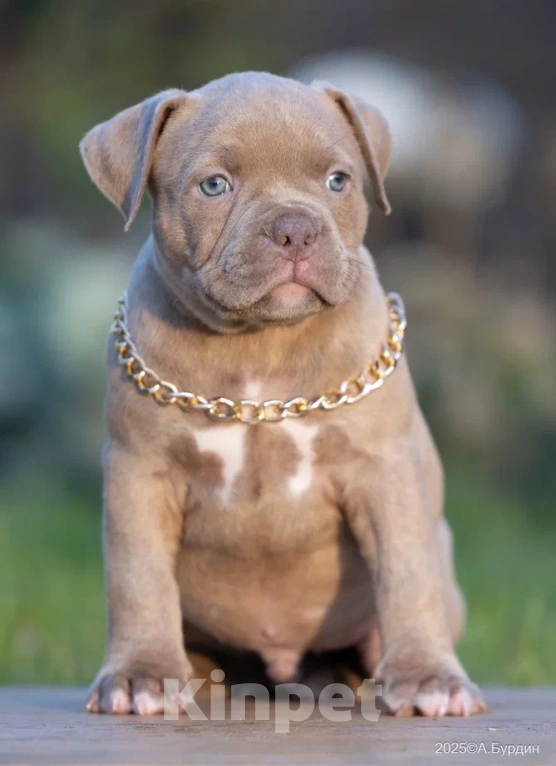 Собаки в Раменском: Американский Булли, мальчик, тип классик  Мальчик, 80 000 руб. - фото 4