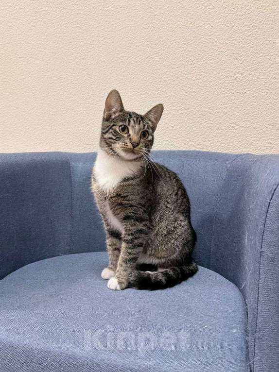 Кошки в Москве: котенок Барс ищет дом Мальчик, Бесплатно - фото 3