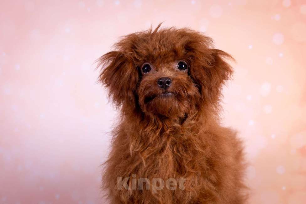 Собаки в Балашихе: Ариэль девочка той-пудель Девочка, 110 000 руб. - фото 2