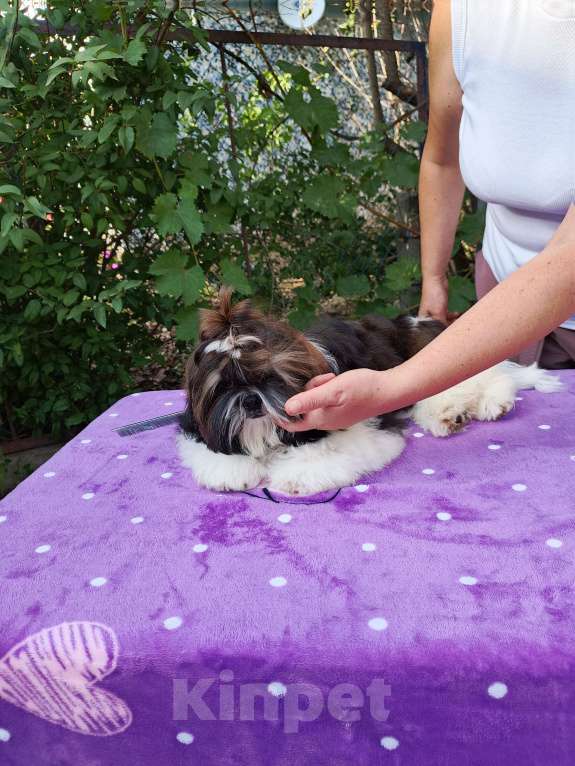 Собаки в других городах Краснодарского края: Малыш ши- тцу Мальчик, 50 000 руб. - фото 3