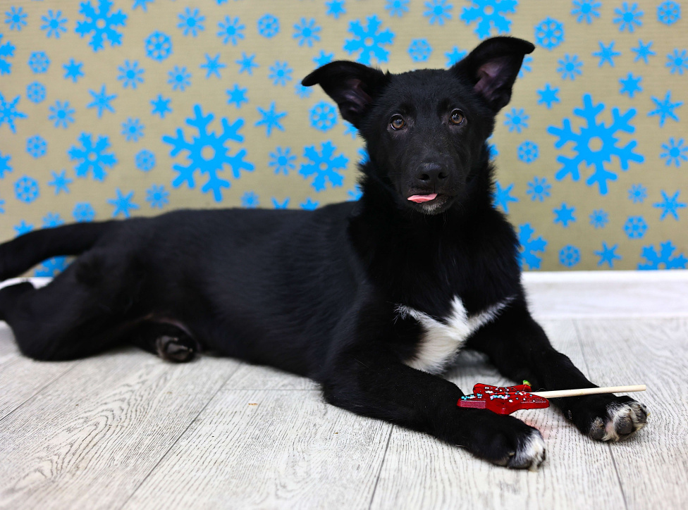 Собаки в Москве: Щенки бесплатно в Москве Мальчик, Бесплатно - фото 7