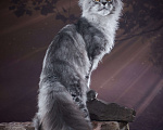 Кошки в Барнауле: Черный дым Мальчик, 80 000 руб. - фото 4