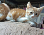 Кошки в Калуге: Котёнок Мальчик, Бесплатно - фото 1