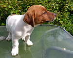 Собаки в Голицыно: Щенки Джек-рассел-террьер Мальчик, 40 000 руб. - фото 2