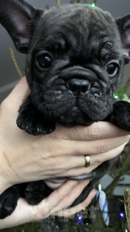 Собаки в Таганроге: Французские бульдоги (щенки) Девочка, 35 000 руб. - фото 5