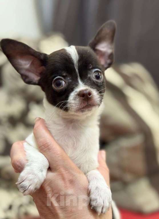 Собаки в Балашихе: Красивый мальчик Мальчик, 20 000 руб. - фото 4