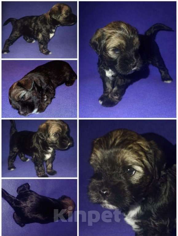 Собаки в Москве: Щенок тибецкого терьера Мальчик, 65 000 руб. - фото 3