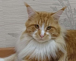 Кошки в Чите: Мейн-кун, вязка, 100 руб. - фото 1