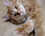Кошки в Кингисеппе: Котик, Бесплатно - фото 1