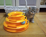 Кошки в Малмыже: Шотландские котята, 5 000 руб. - фото 6