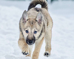 Собаки в Москве: Великолепный щенок Хлоя в добрые руки Девочка, 1 руб. - фото 2