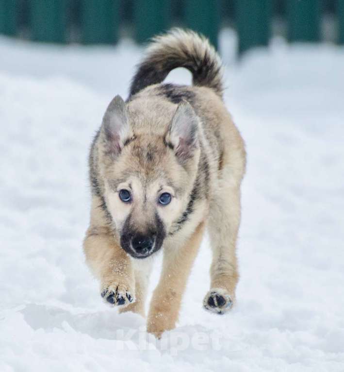 Собаки в Москве: Великолепный щенок Хлоя в добрые руки Девочка, 1 руб. - фото 2