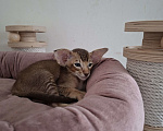 Кошки в Екатеринбурге: Ориентальный котенок Мальчик, 110 000 руб. - фото 2