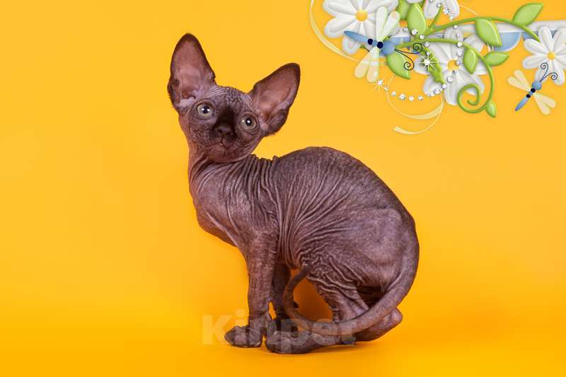 Кошки в Москве: Питомник Скорпион предлагает котят. Девочка, Бесплатно - фото 8