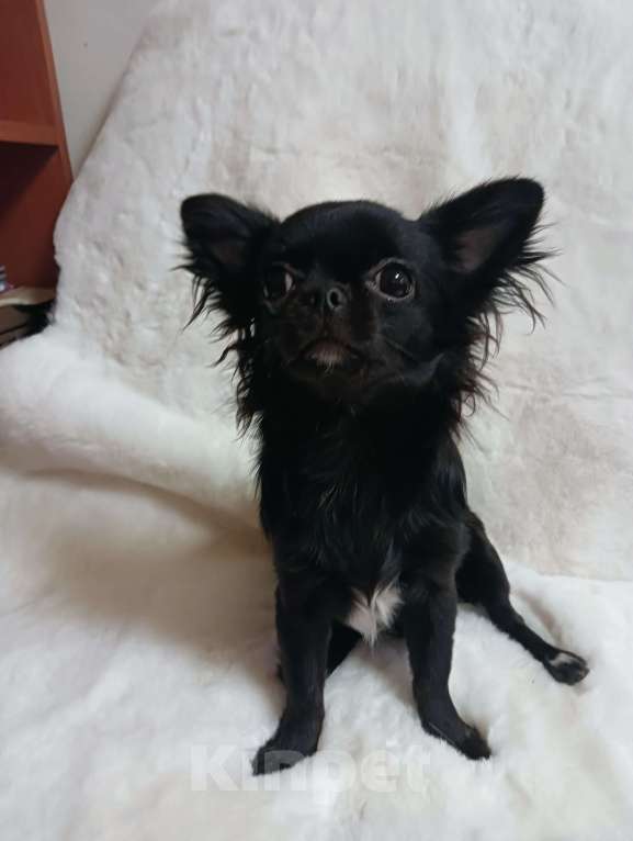 Собаки в Новосибирске: Щенок Чихуахуа Девочка, 85 000 руб. - фото 4