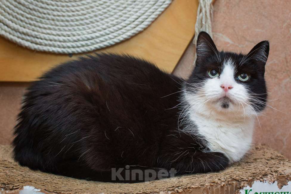 Кошки в Москве: Для кого-то - особенная? Девочка, Бесплатно - фото 4