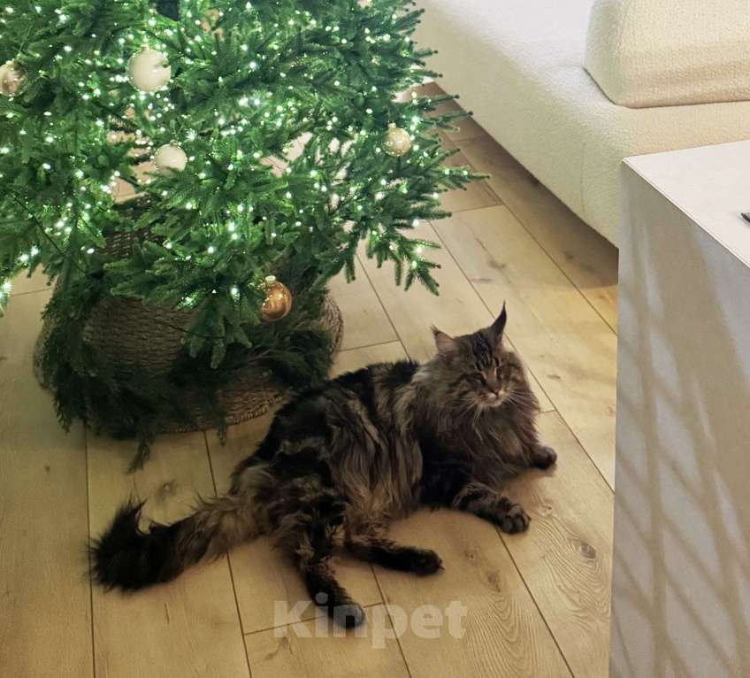 Кошки в Москве: Найден кот Мейн-кун Мальчик, Бесплатно - фото 1