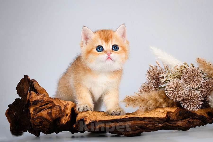 Кошки в Москве: Британские Новогодние котята. Мальчики и девочки. Мальчик, Бесплатно - фото 3