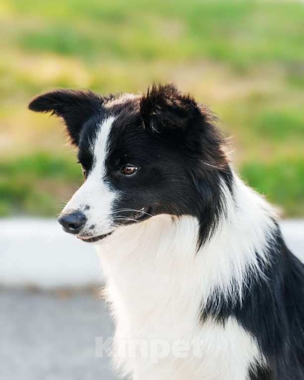 Собаки в Москве: Бордер-колли Чемпион, РКФ документы Мальчик, Бесплатно - фото 3