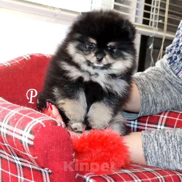 Собаки в Москве: кукольная ДЕВОЧКА из мраморной семейки Девочка, 75 000 руб. - фото 6