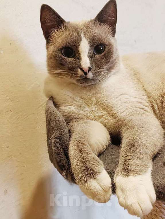 Кошки в Москве: Не просто кот, а верный компаньон ищет дом Мальчик, Бесплатно - фото 3