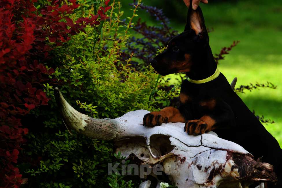 Собаки в Кемерово: Щенки Девочка, 50 000 руб. - фото 2