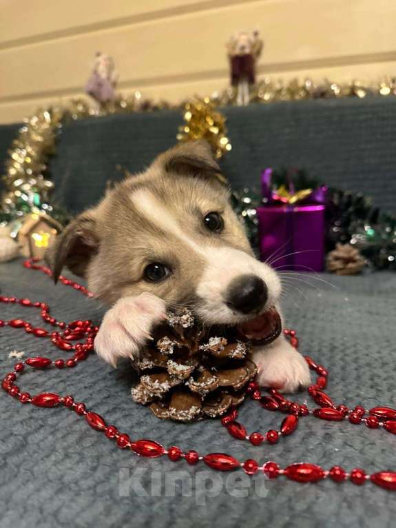 Собаки в Лосином-Петровском: Эдвин якутенок  Мальчик, Бесплатно - фото 7