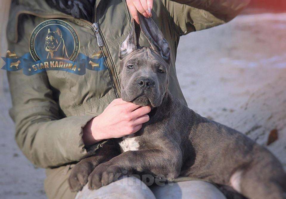 Собаки в Москве: Уникальное предложение, 100 000 руб. - фото 1