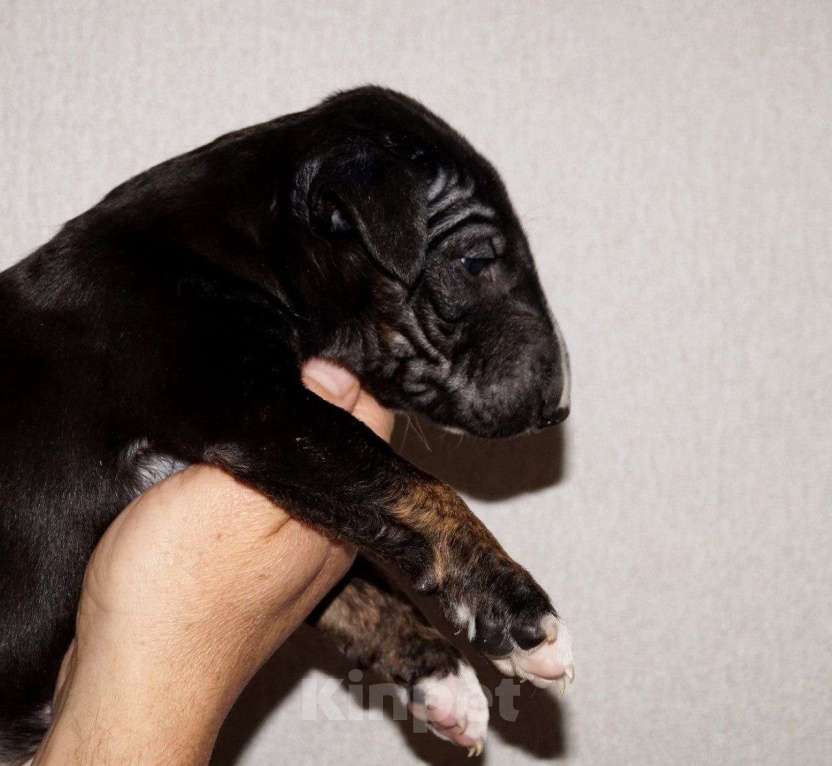 Собаки в других городах Краснодарского края: Щенки бультерьера  Девочка, Бесплатно - фото 1