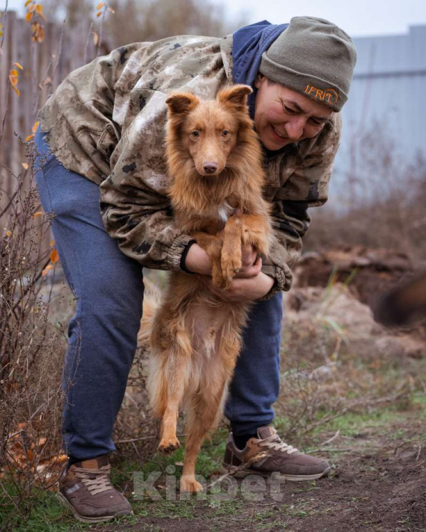 Собаки в Москве: Маленький, жизнерадостный лисёнок в поисках дома! Мальчик, Бесплатно - фото 6