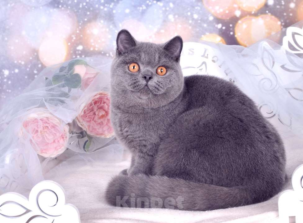 Кошки в Санкт-Петербурге: Британский котик классического голубого окраса Мальчик, 60 000 руб. - фото 3