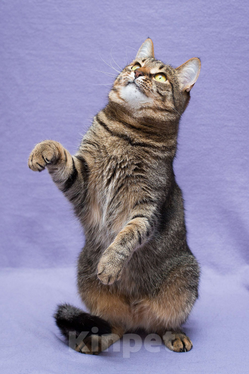 Кошки в Москве: Каково это - быть не нужной? Девочка, Бесплатно - фото 3