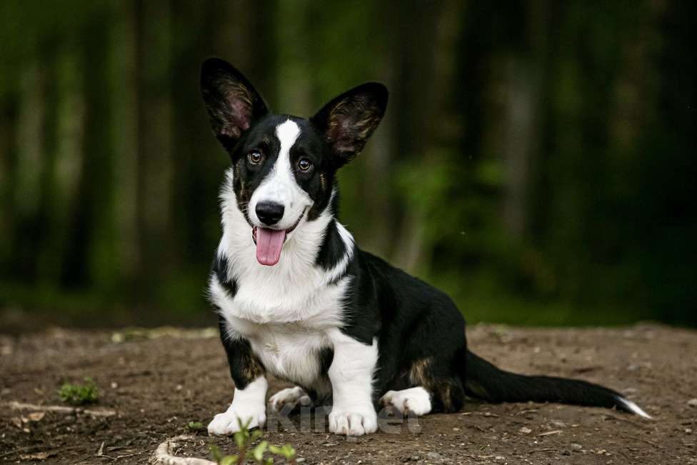 Собаки в Кемерово: Щенок вельш корги кардиган Мальчик, 50 000 руб. - фото 4