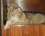 Кошки в других городах Московской области: Продажа котят Мальчик, 20 000 руб. - фото 2